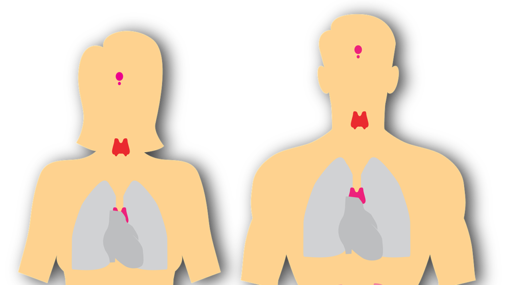 endocrine system, endocrine, anatomy-5921997.jpg